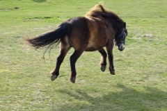 ZeusFlyver